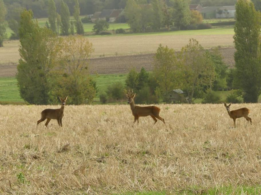 Maison De Bourg Paisible Parcay-sur-Vienne Eksteriør billede